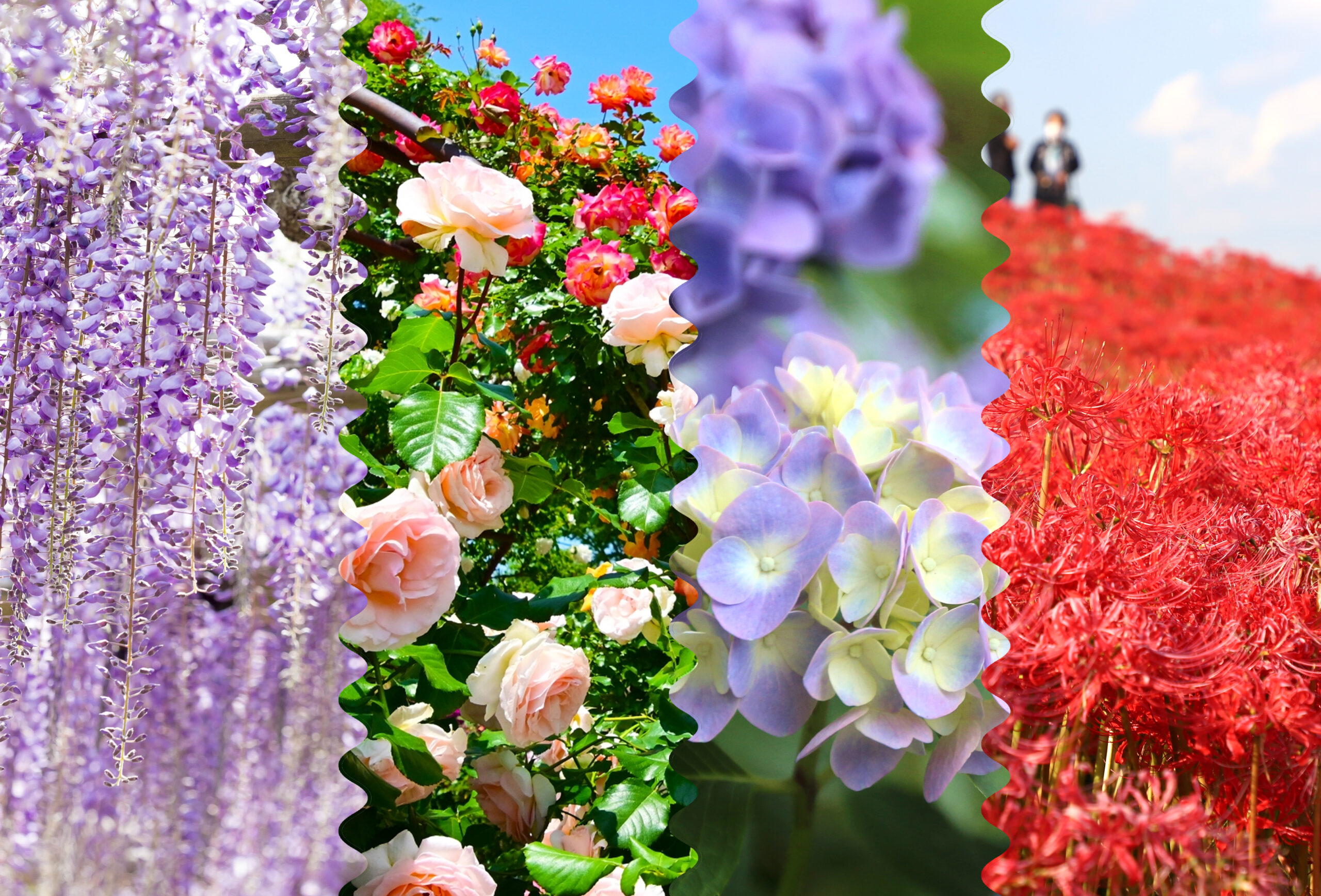 【豊田市】豊田で楽しむ季節の花々♪おすすめフラワースポット【花・観光】